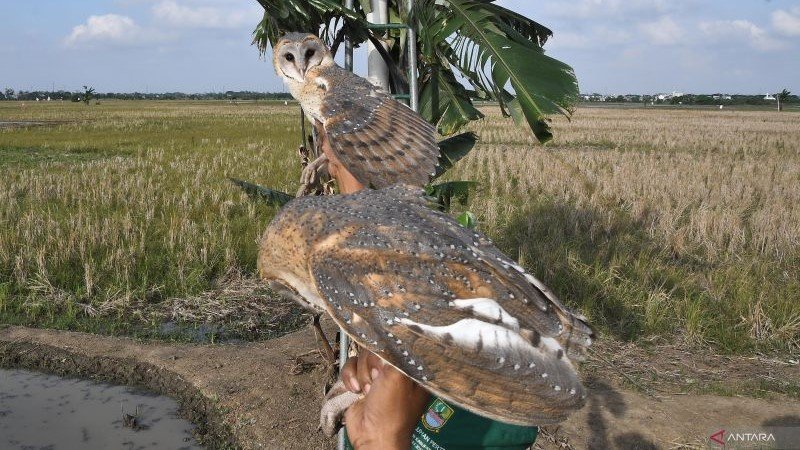 burung hantu