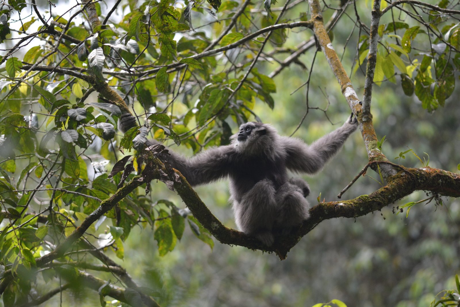 Owa Jawa, Nyanyian Terakhir dari Kanopi Hutan Tropis
